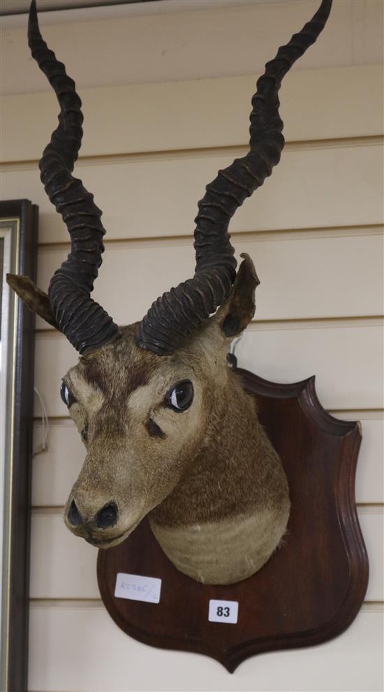 A Gazelle head on shield